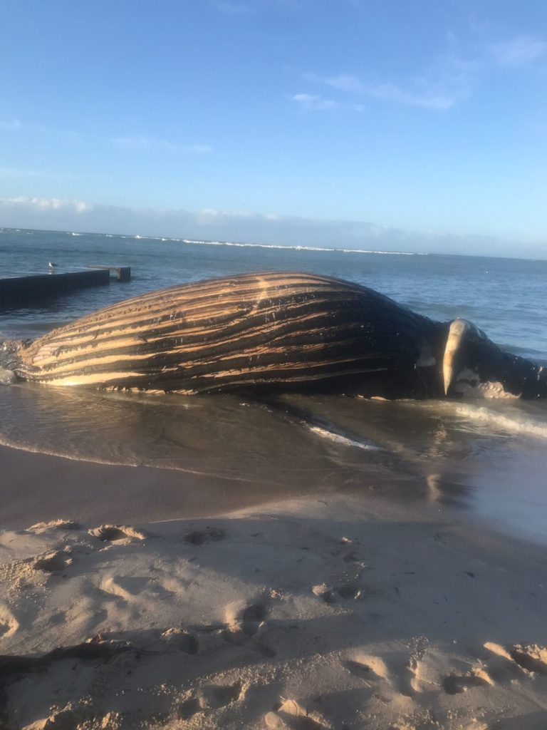 Pics Humpback Whale Carcass Removed From Strand Beach Smile Fm