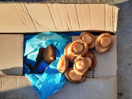 a box filled with abalone