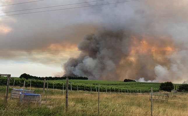 Department of Forestry Fisheries and the Environment, Minister Barbara Creecy, Kleinmond fires, Kleinmond, investigation, vegetation, Pine Plantation, firefighters