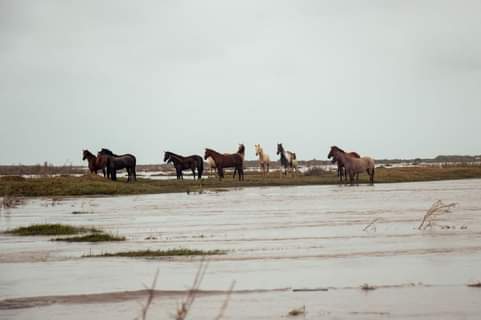 Thirty-five wild horses have been rescued from the flooded waters of the Orange River.