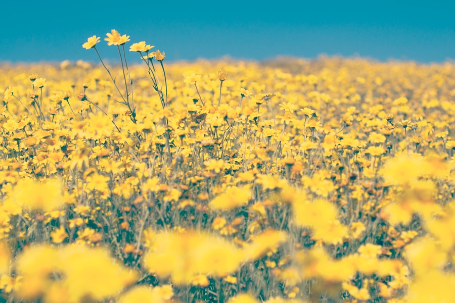 Namaqualand wildflowers