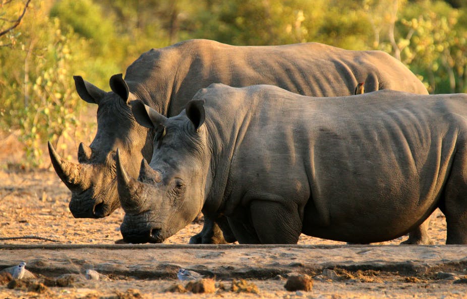 The Department of Environment says it is concerned with the sudden increase in reports of rhino poaching on private property