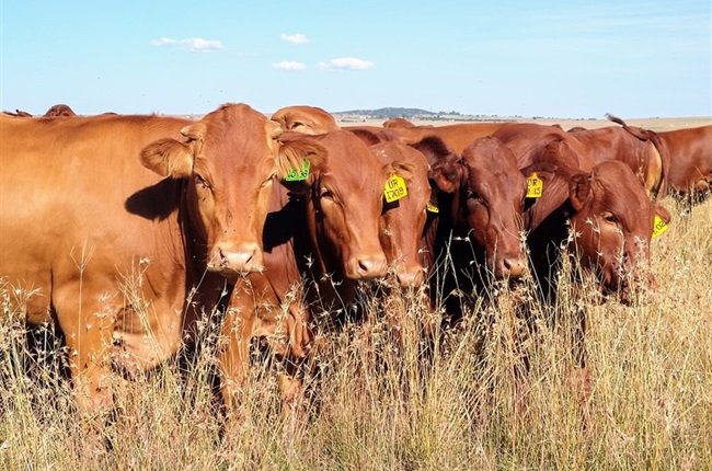 The Western Cape Department of Agriculture urges farmers not to buy livestock from unknown origins to prevent the spread of Foot and Mouth disease