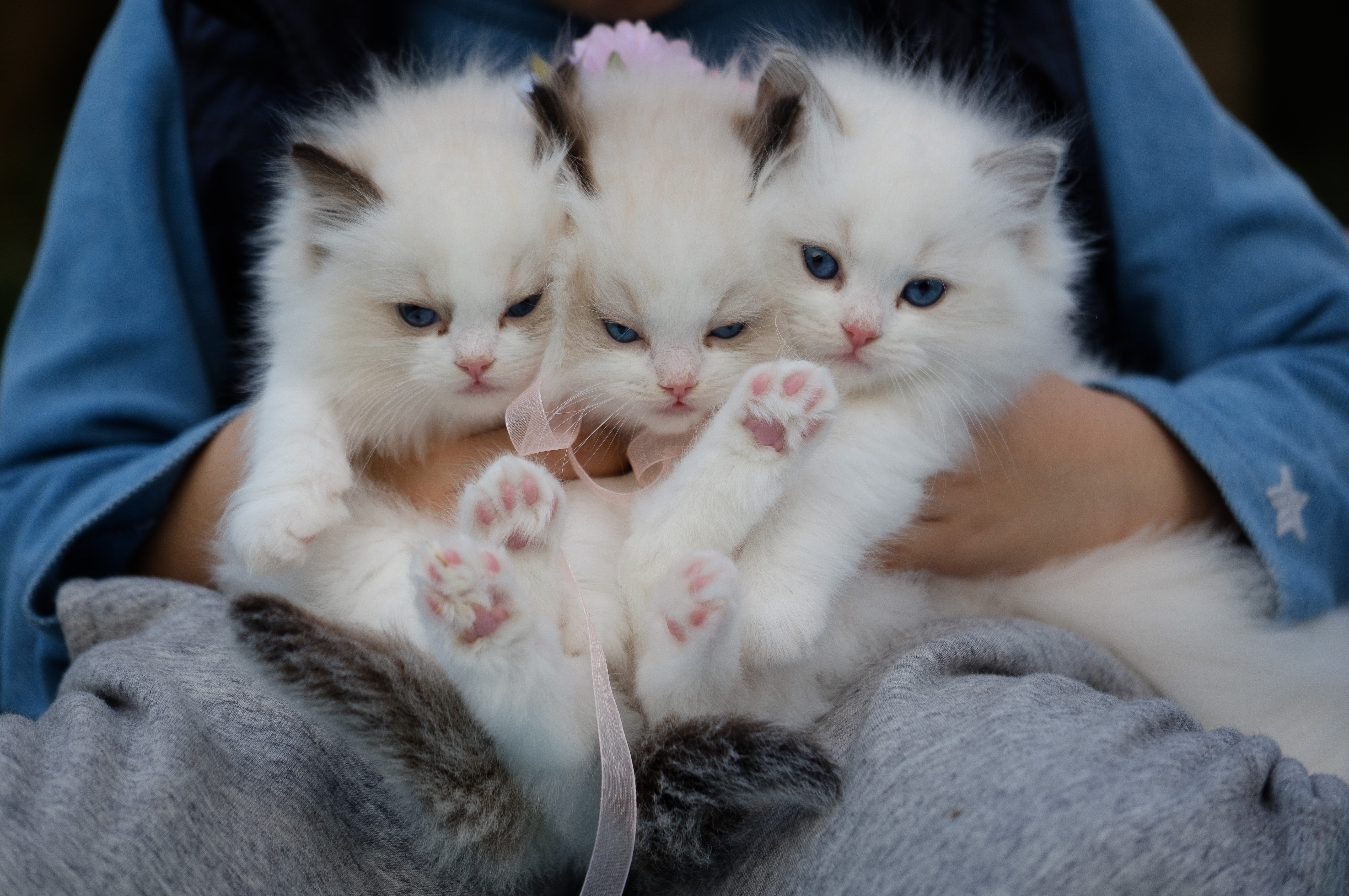 Your cat can be cloned using pet cloning 