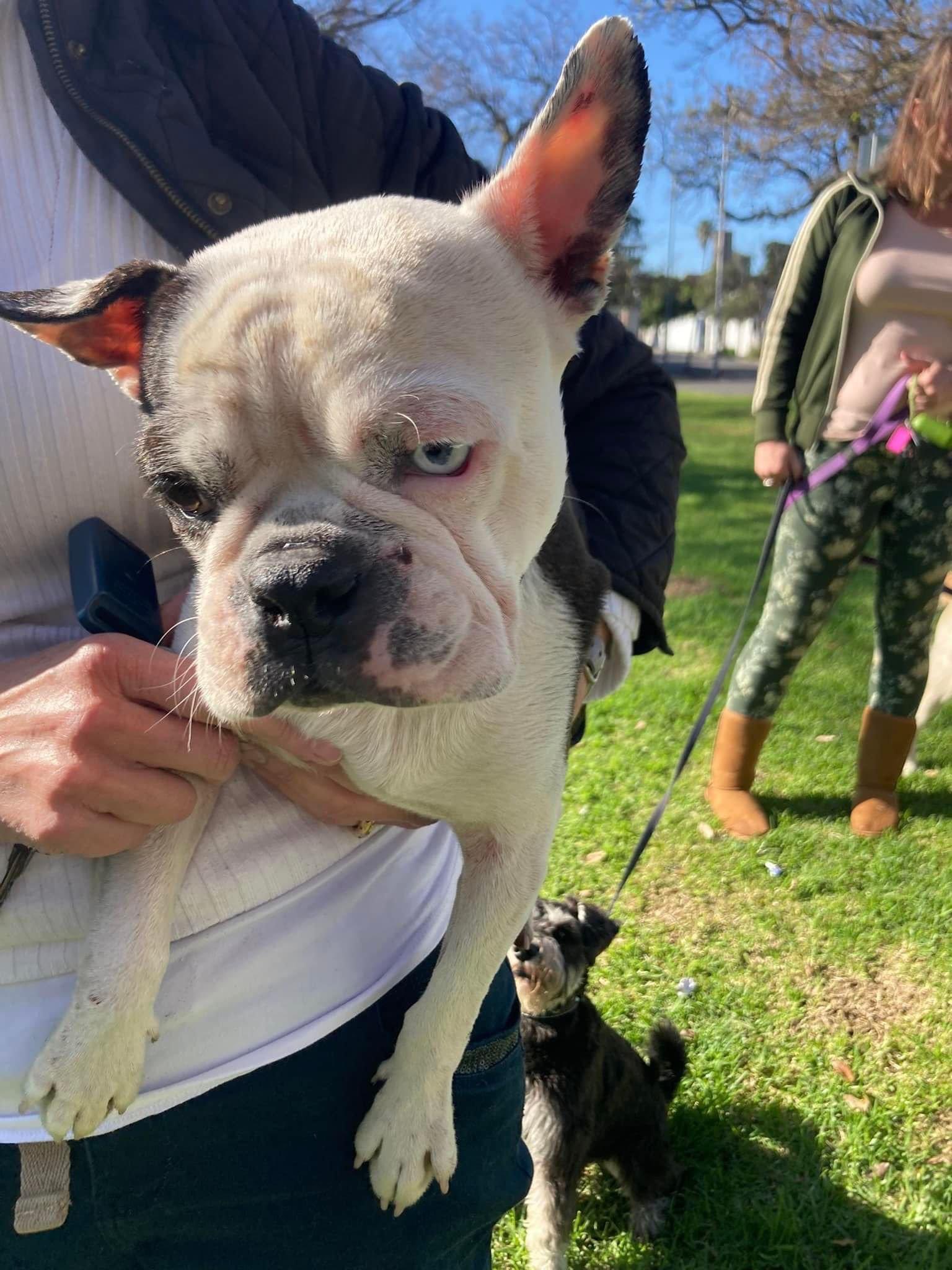 Skunk the Boston terrier being held in someone's arms