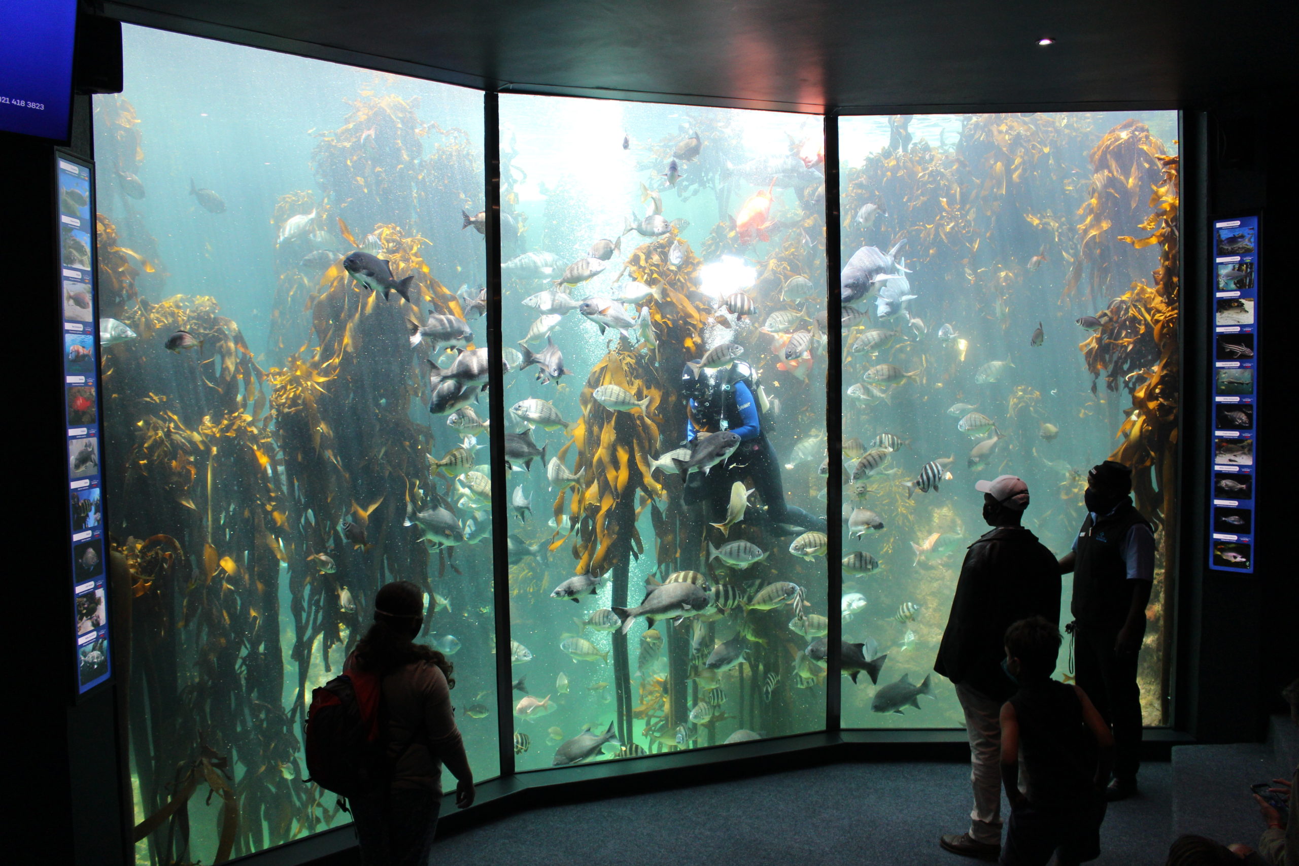 Feeding time at the Kelp Forest exhibition at the Two Oceans Aquarium