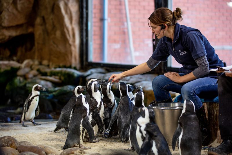 feeding-times-are-back-at-the-two-oceans-aquarium-smile-90-4fm