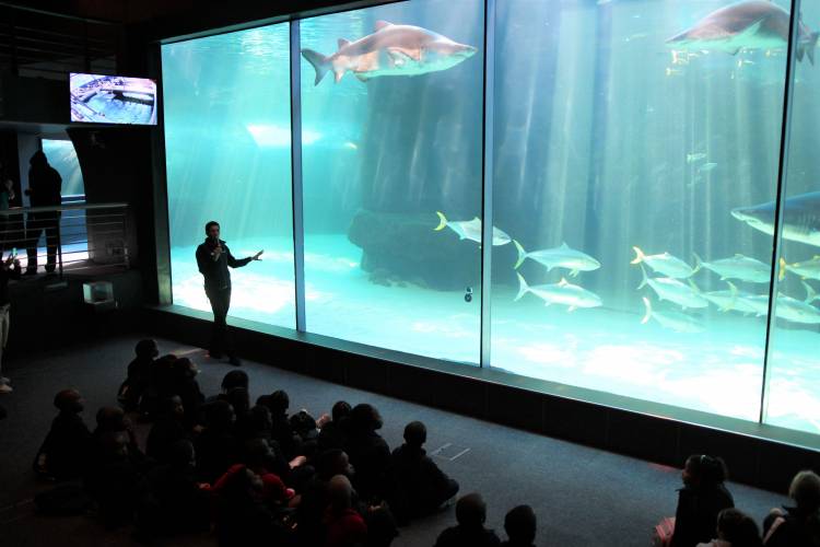 Shark Exhibit feeding Two Oceans Aquarium