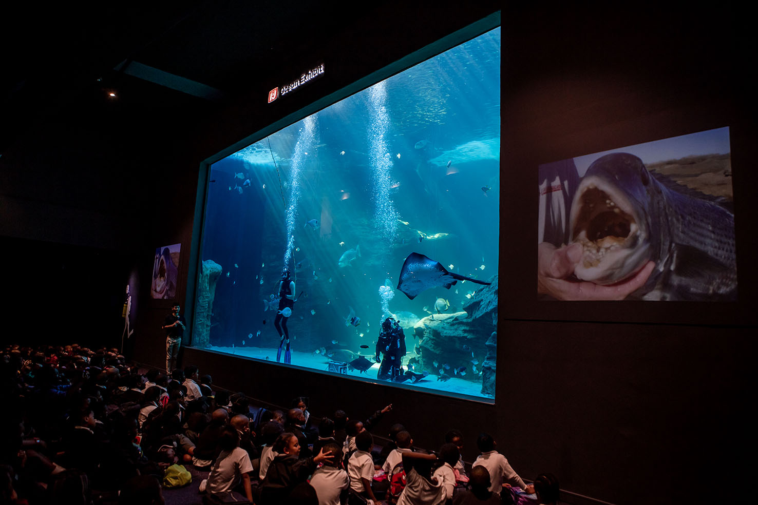 I&J Exhibition feeding time Two Oceans Aquarium