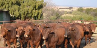 The Department of Agriculture has announced a national 21-day ban on moving cattle to curb the spread of foot-and-mouth disease