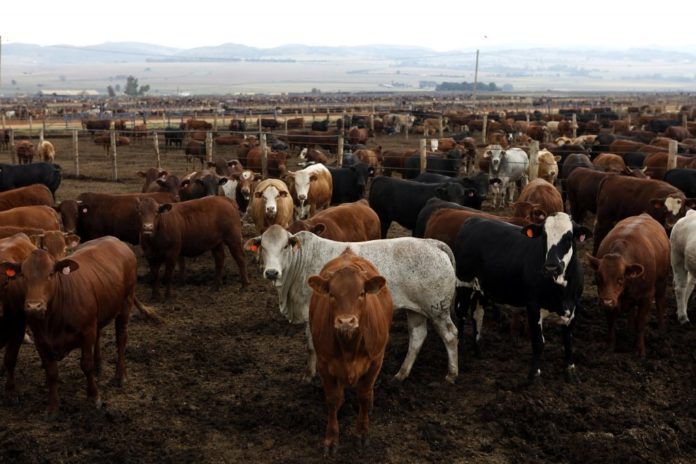 Agri SA says the total ban on the movement of cattle, to curb the spread of foot-and-mouth disease, comes too late