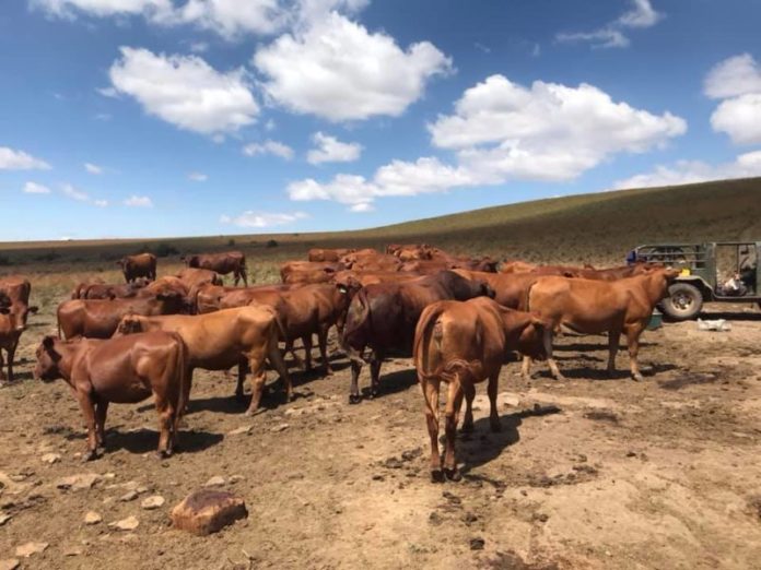 The Western Cape's strict animal-health safety measures have prevented foot-and-mouth disease from reaching the province