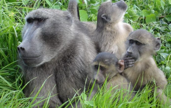 Baboon Management Plan