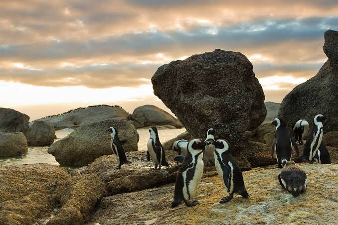 The Department of Fisheries has announced the closure of commercial fishing of anchovy and sardine... near key penguin colonies