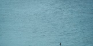 Shark plett