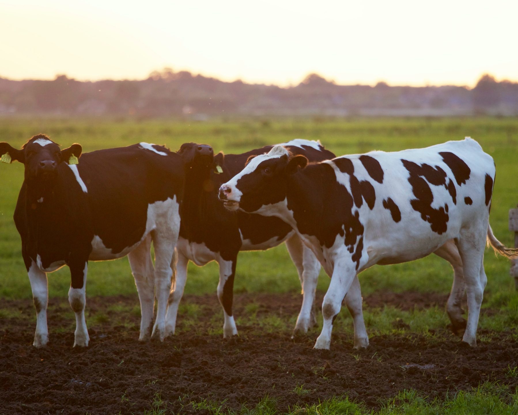 Foot and Mouth Disease ban lifted