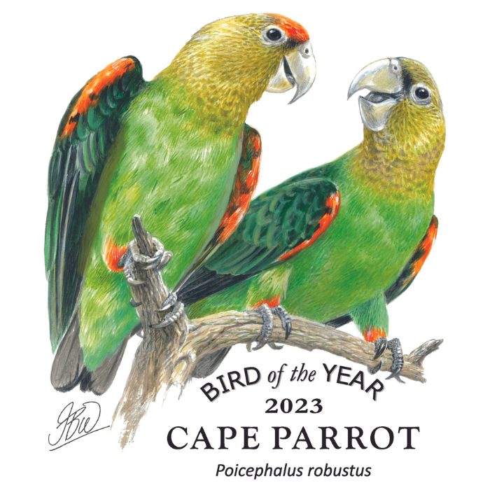 bird of the year cape parrot