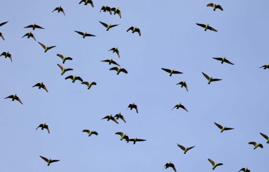 cape parrot bird of the year