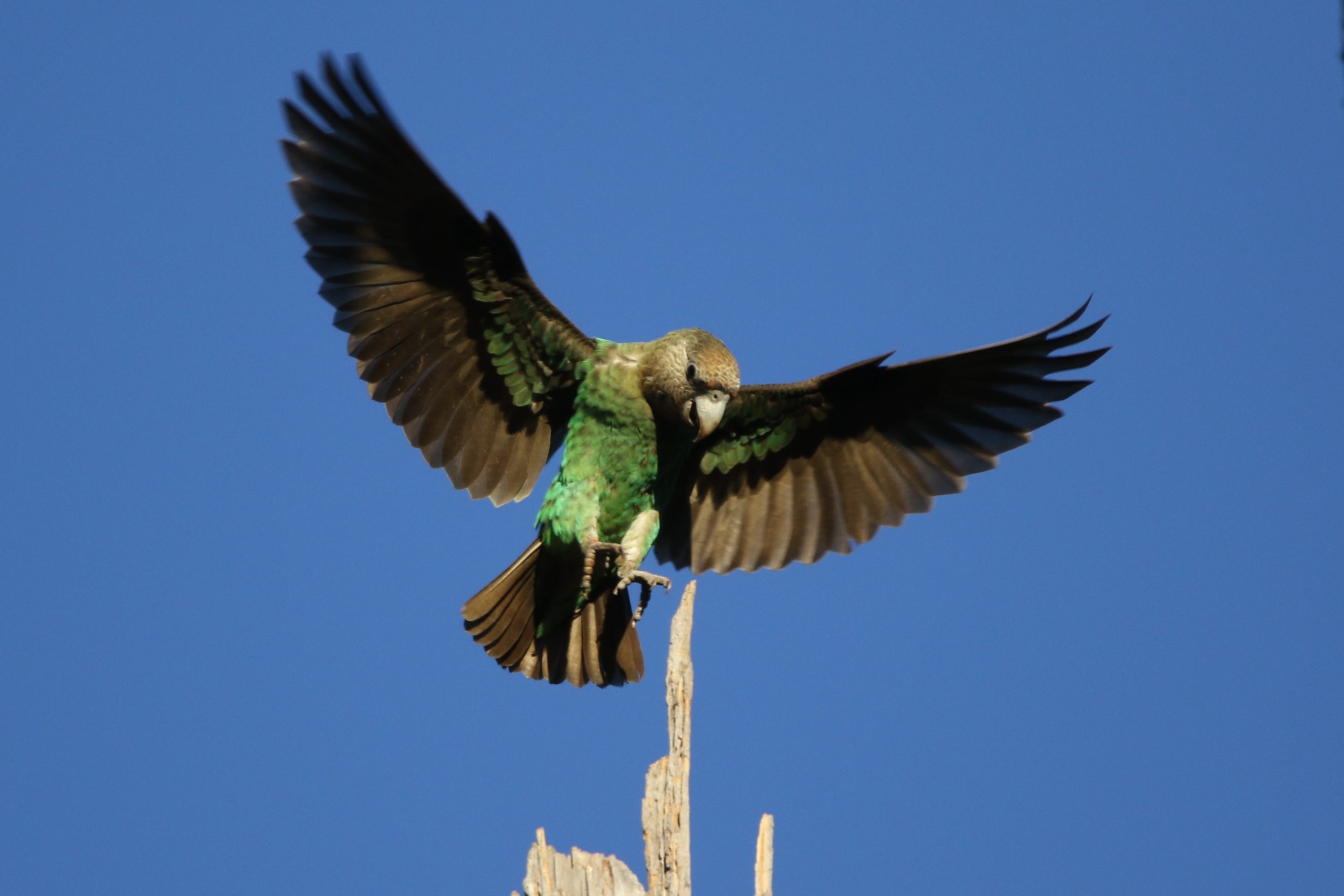 cape parrot