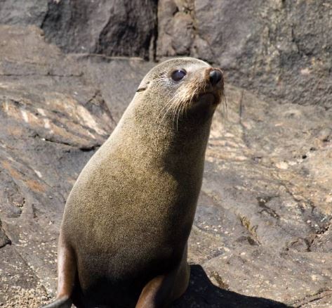 cape fur seal