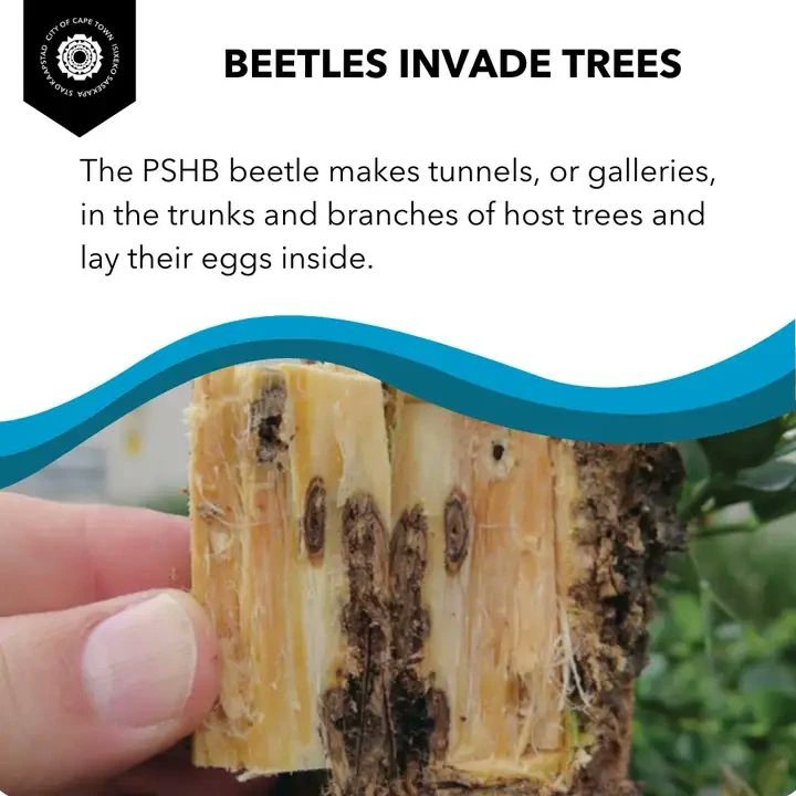 invasive beetle