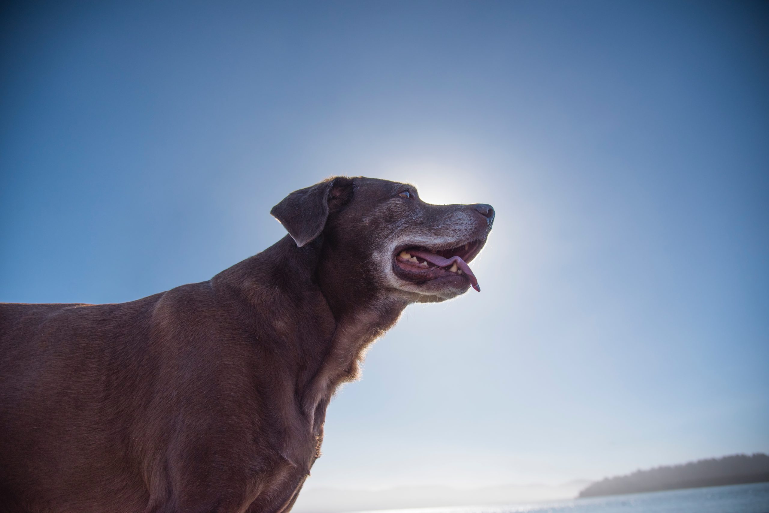 dog. senior dog under the sun