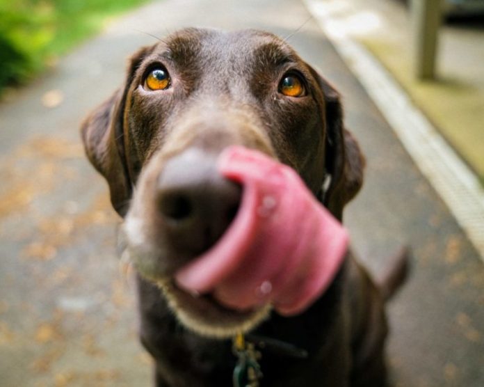 dog. adult dog licks his nose