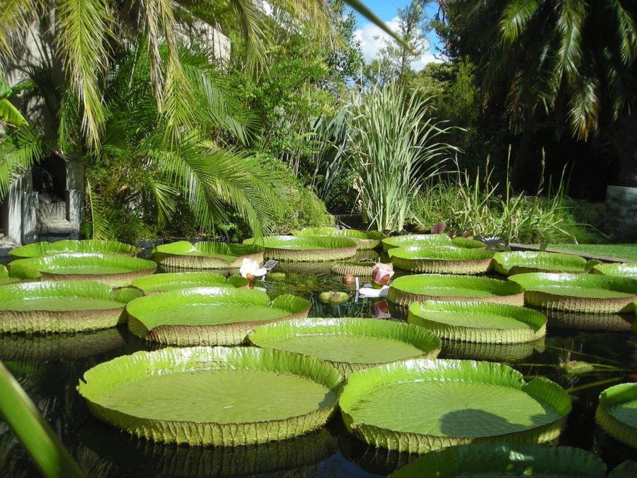 Giant lily pads at the Botantical Garden