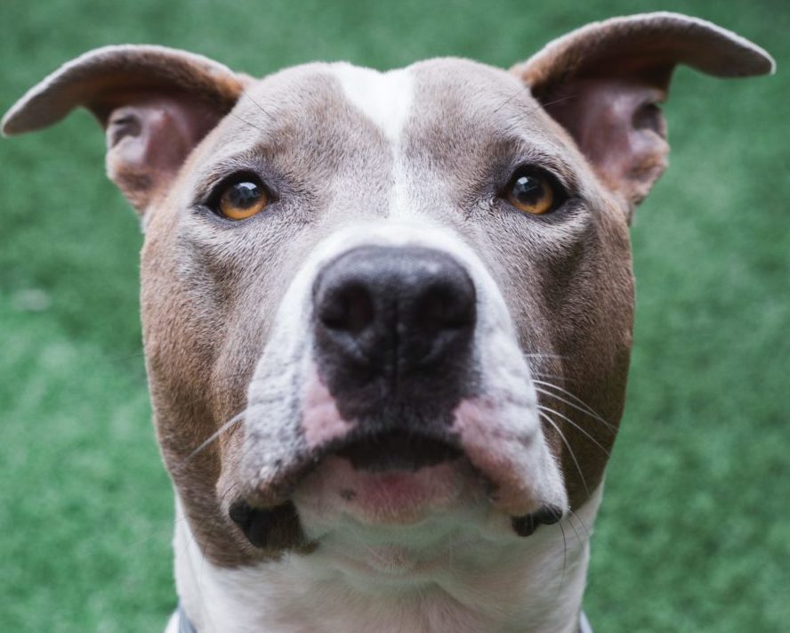 Pit bulls are back in the spotlight