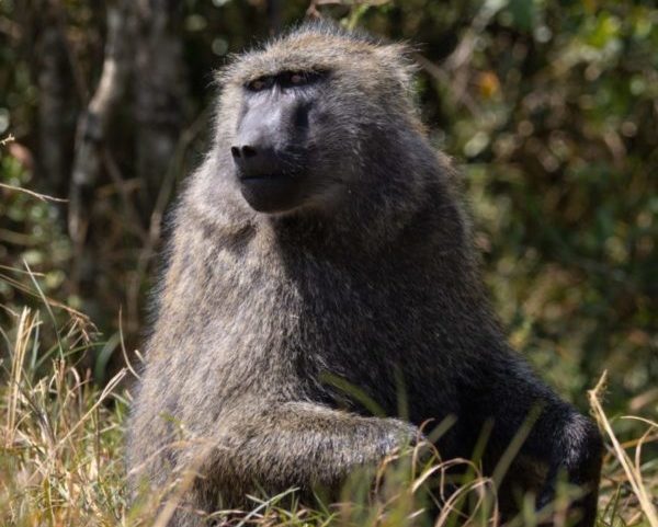 Sustainable programme making moves for baboons - Smile 90.4FM