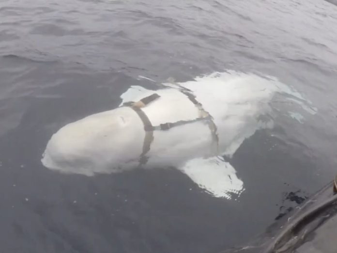 beluga