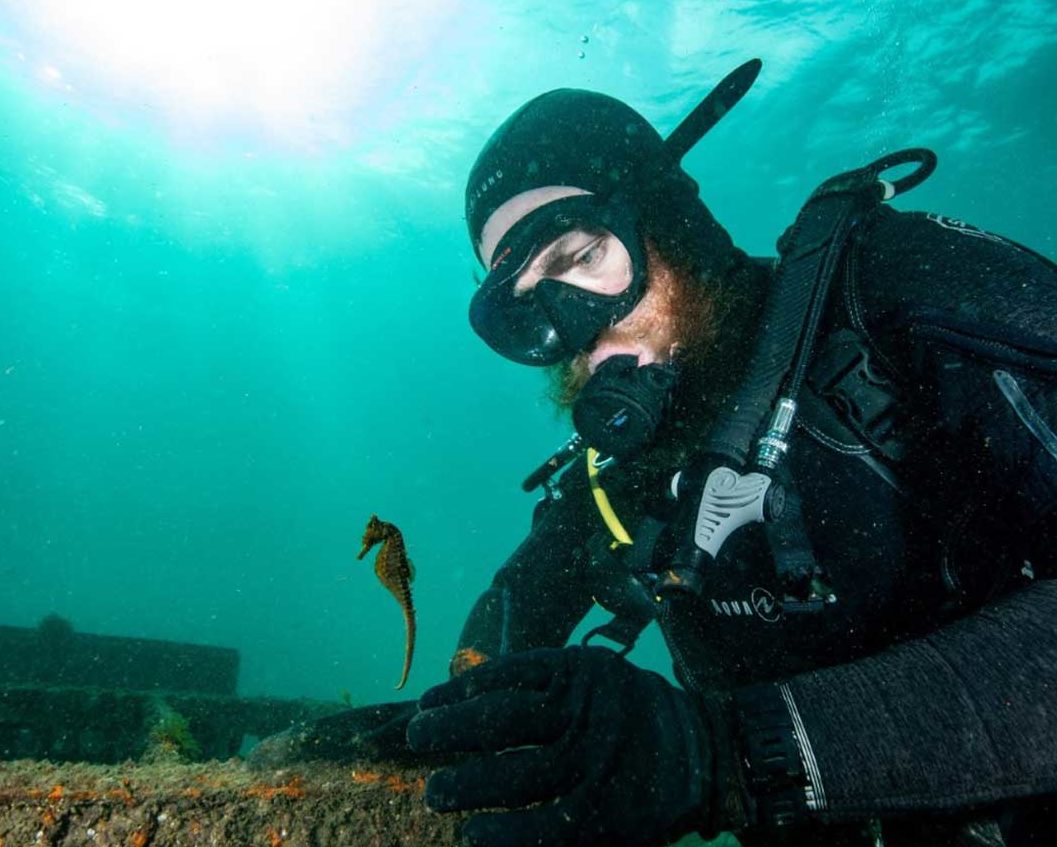 WATCH: Hundreds of baby seahorses released in Australia - Smile 90.4FM