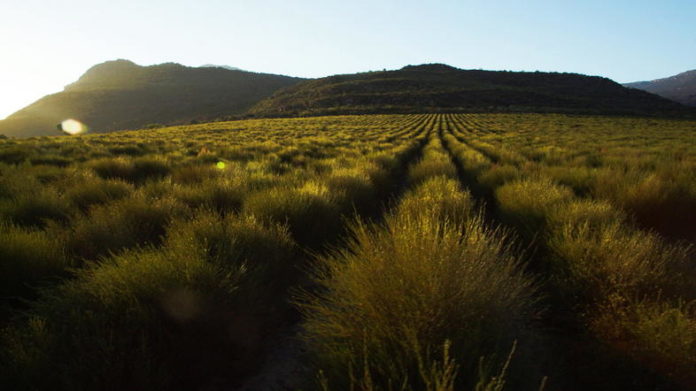 cederberg rooibos fields