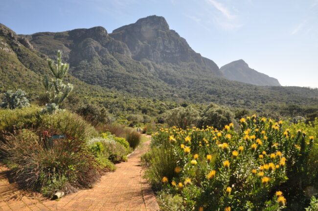 kirstenbosch