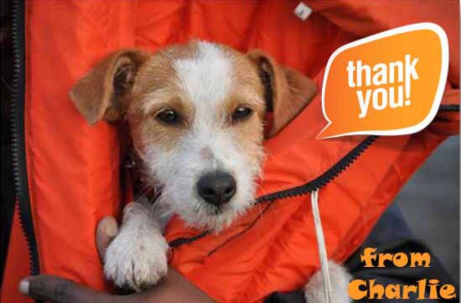 puppy held in an orange bag