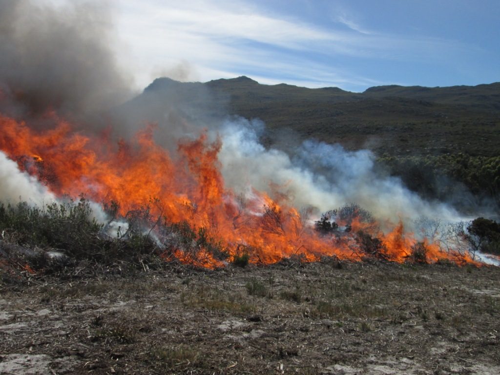 A 2014 prescribed burn from the Cape Peninsula Fire Protection Association