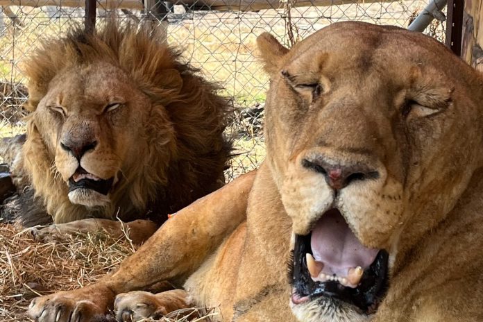 Three illegally kept lions severely burned