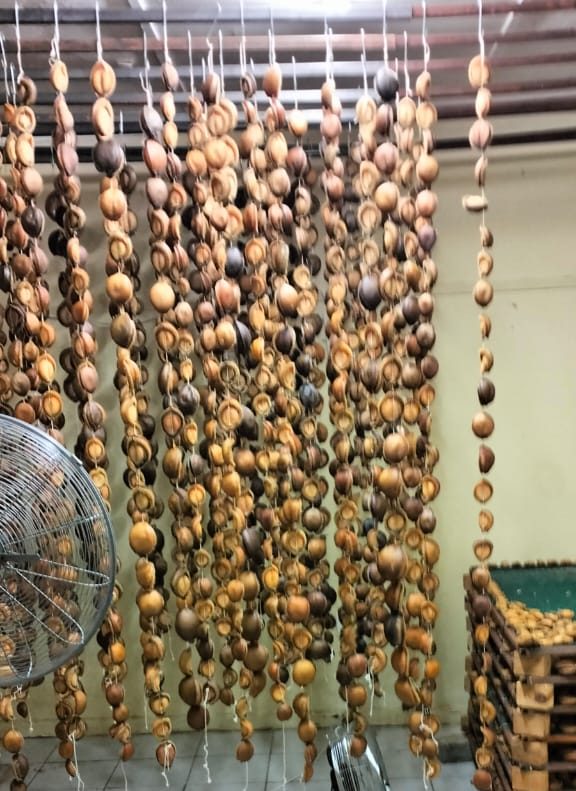 abalone drying in illegal factory