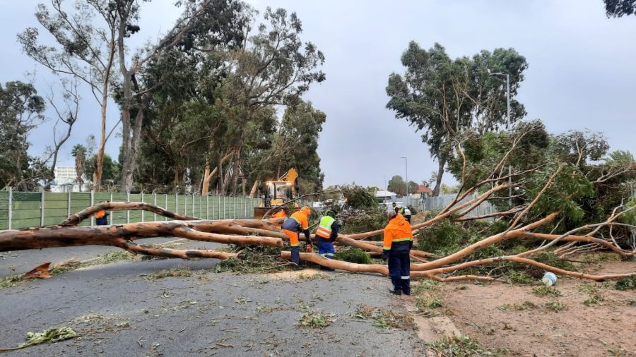 mopping gup trees in Helderberg