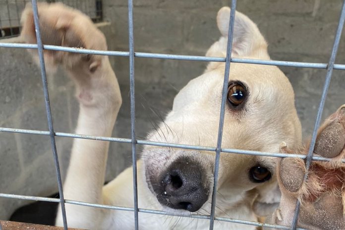 Animal shelter appeals for homes