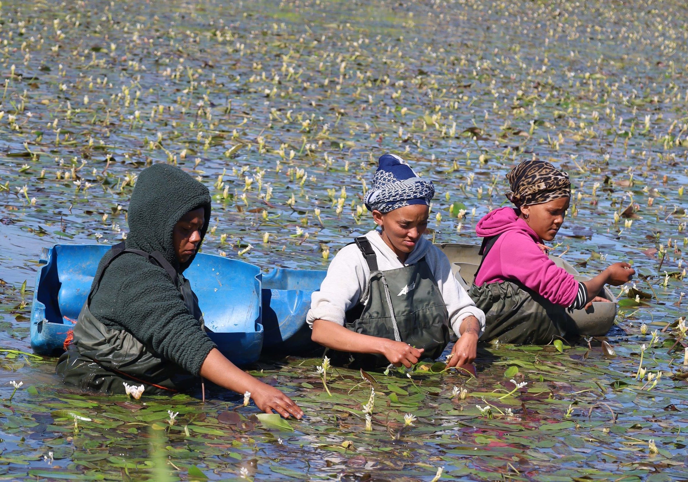 Annual Waterblommetjie Festival