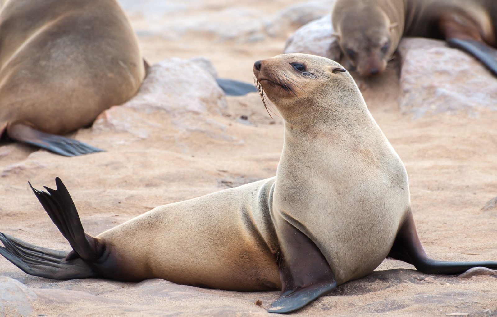 Be warned about rabies in dogs, Cape fur seals and other animals in South Africa