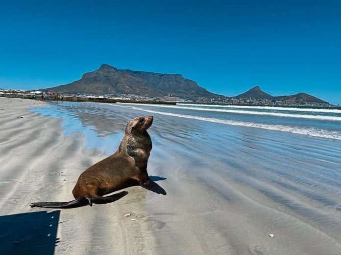 concern over increased seal attacks