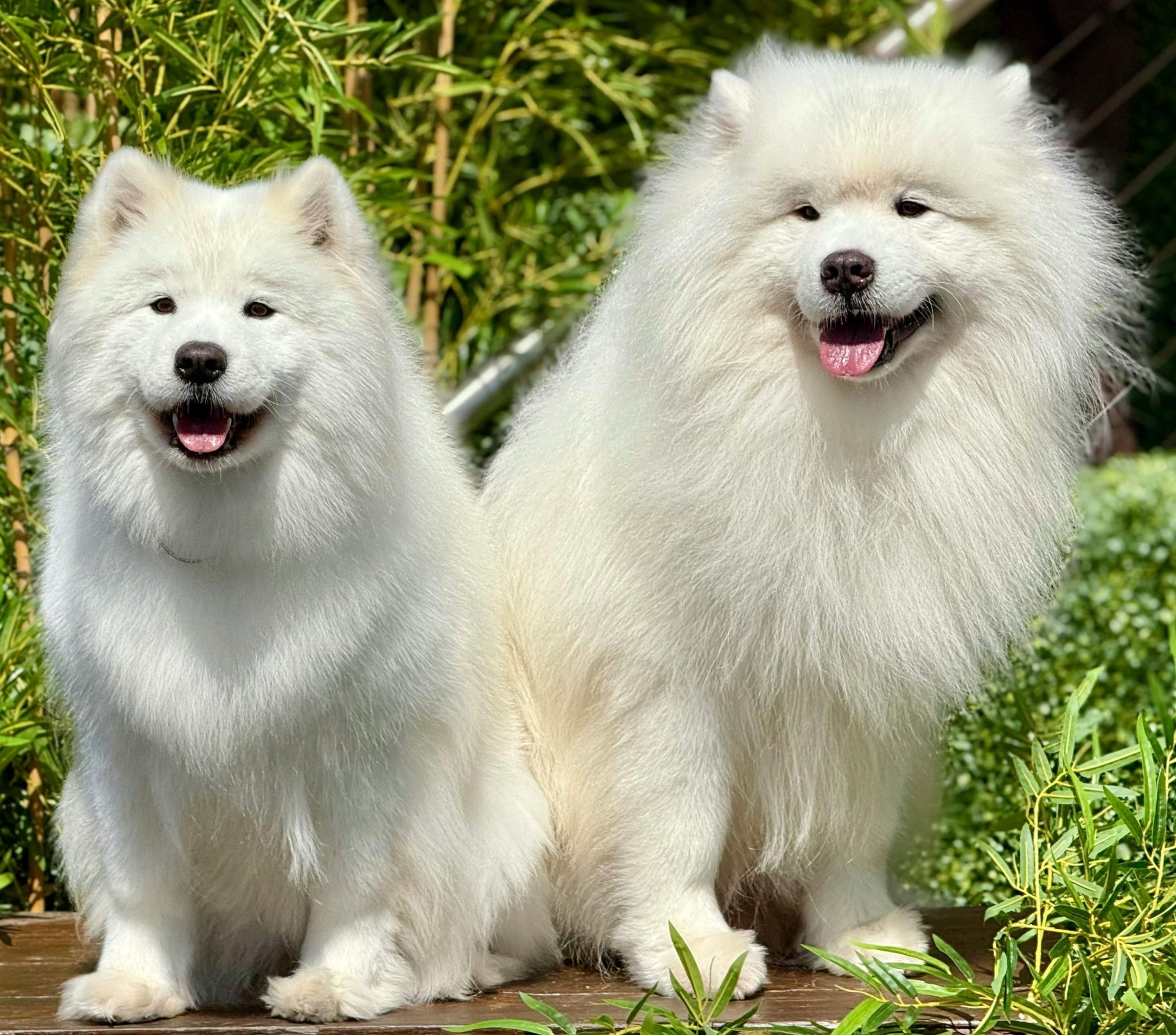 Dogs at an Animal Picnic