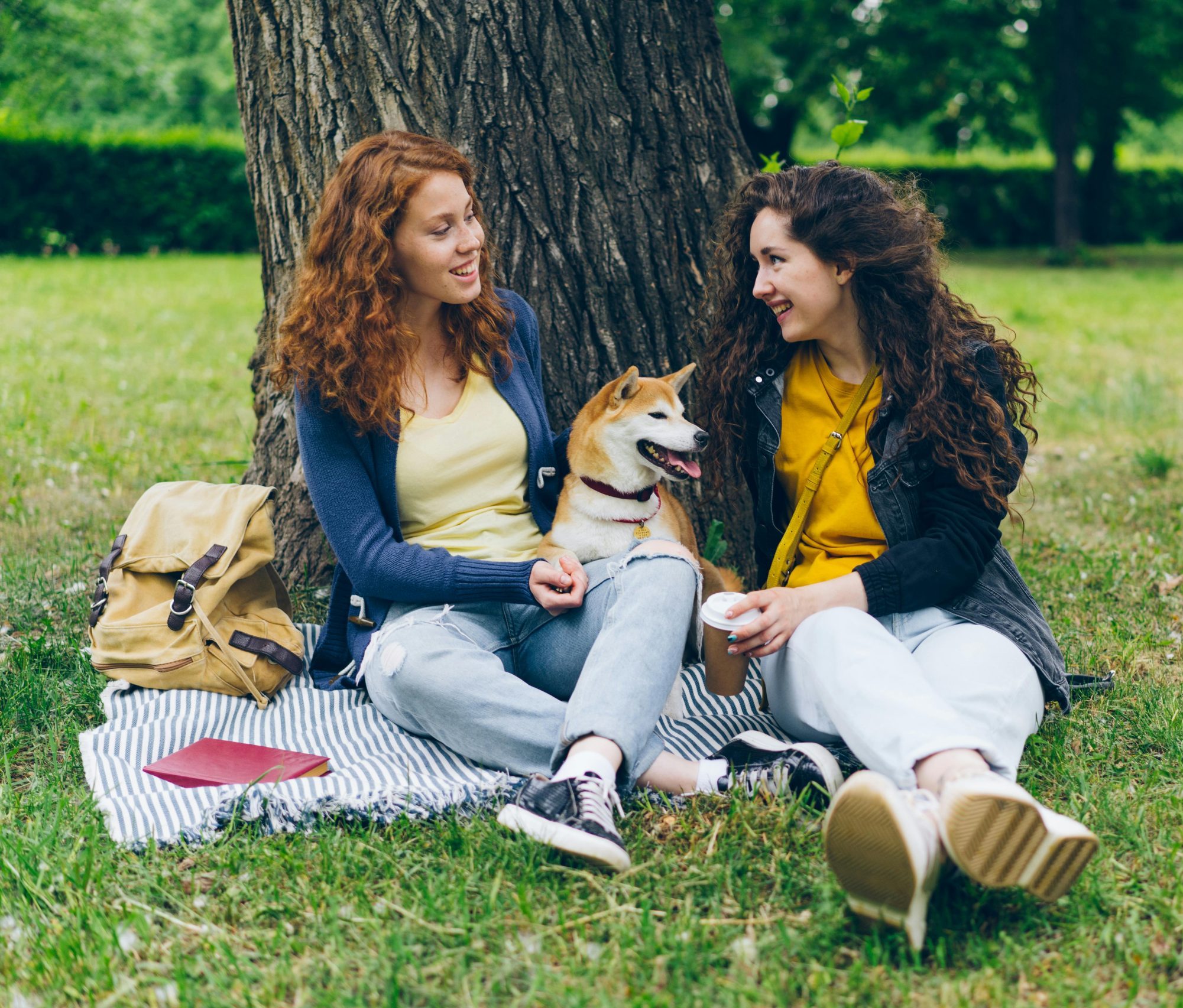 Dogs at an Animal Picnic