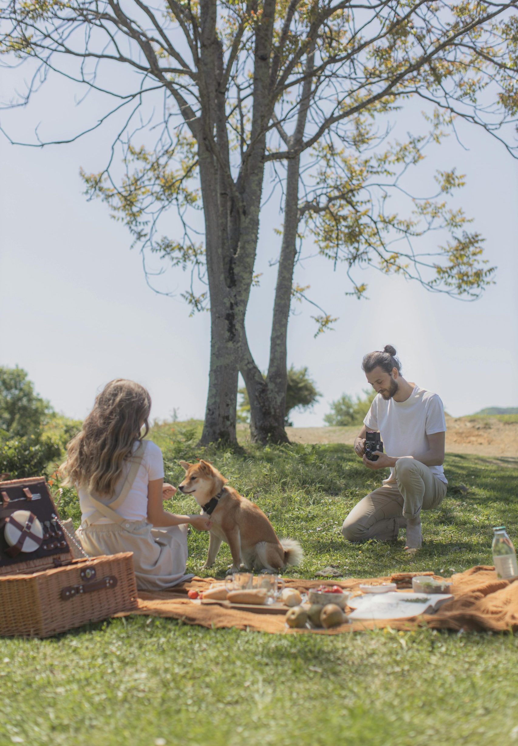 Dogs at an Animal Picnic