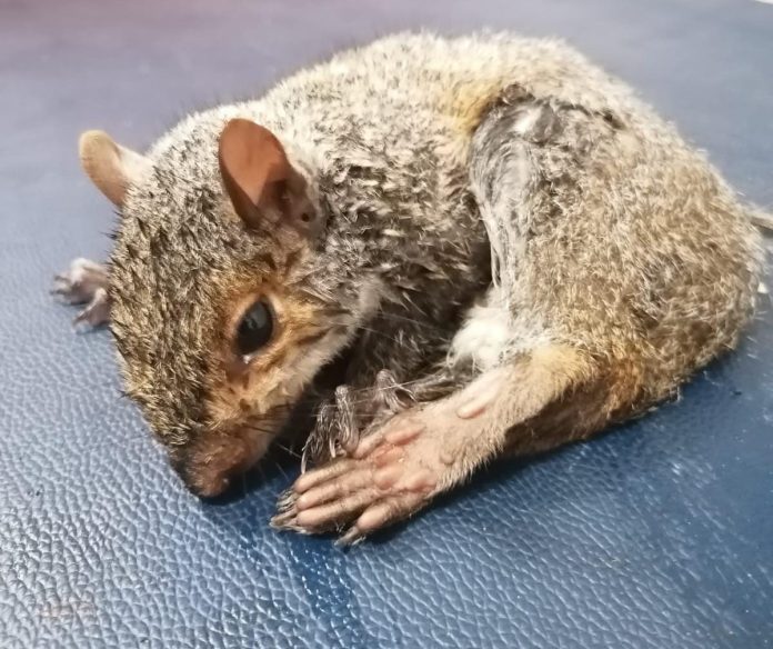 squirrel attack in wynberg and plumstead