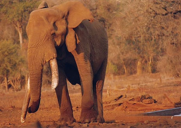 elephant; kruger park