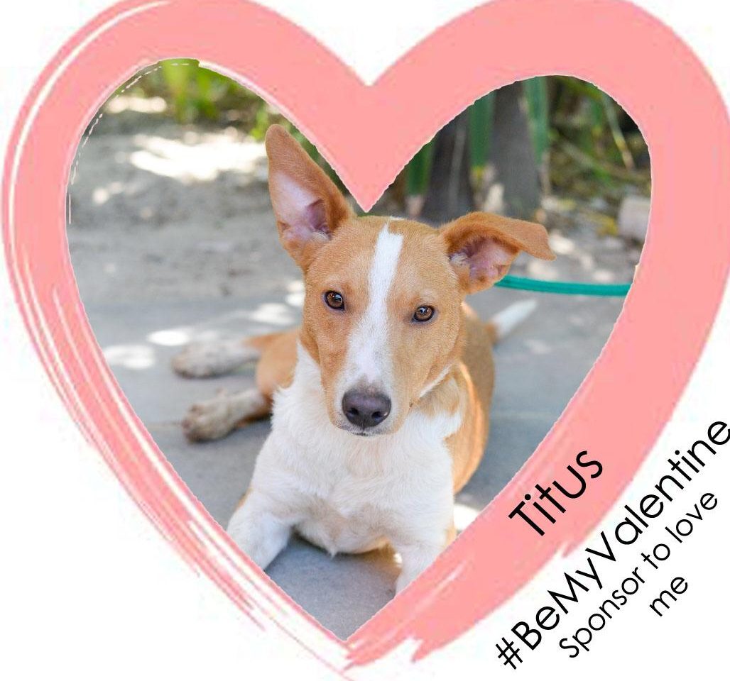 Have a pet be your Valentine