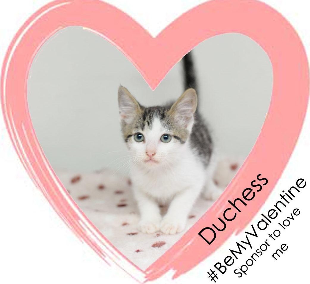 Have a pet be your Valentine
